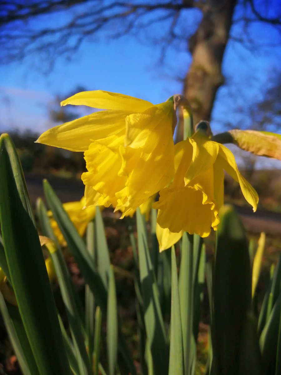 jonoDavCol's tweet photo. First #Daffodil of the season. #spring is on its way! https://t.co/NsqgrERZI2