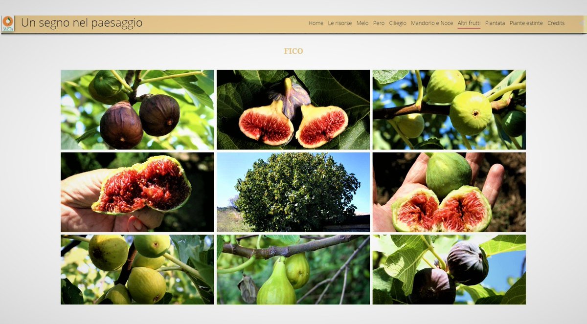 GisAction's tweet image. 🗺GisAction ha realizzato la #storymap che riporta sommarie notizie su circa 300 piante in giro per l’Umbria, un compendio di quasi venti anni di lavoro di #3A-PTA sugli 
alberi da frutto notevoli e monumentali. | #successcase #gis @Esriitalia  
 
Progetto bit.ly/32Vc9fN