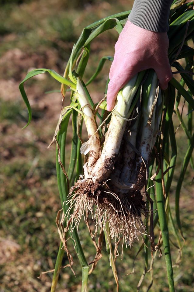 hortanic's tweet photo. 🥺 Mireu-los, encara amb restes de terra, però amb tot el sabor d'un territori unic...

🤩 I és que els #calçots són tota una delícia!

#tempsdecalçots #calçotada #hortànic #ecològic #proximitat #km0 https://t.co/PvYWnrCUVB