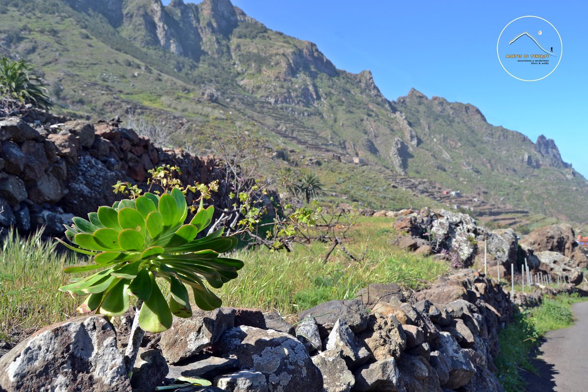 Taganana! A beautiful and a little known place of Tenerife. Discover it with our private tours 😍 @CanaryIslandsEN @visit_tenerife @MatthewHirtes <a href="/holyber/">𝕆𝕝𝕚𝕧𝕖𝕣 ツ</a> <a href="/Tenerife_Travel/">Travel to Tenerife</a> <a href="/Canary_Islander/">Canary Islander</a> <a href="/northbeach26/">Paul Robinson</a> <a href="/Travelshare747/">Allan Paul Perdomo</a>