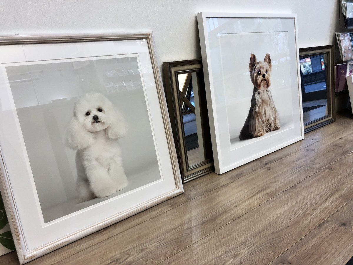 framesetmatch's tweet image. Too cute to go but these pooches do need a new home!