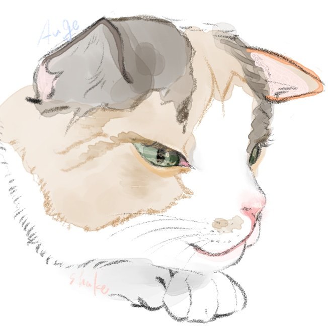 三毛猫のtwitterイラスト検索結果 三毛猫のtwitterイラスト検索結果