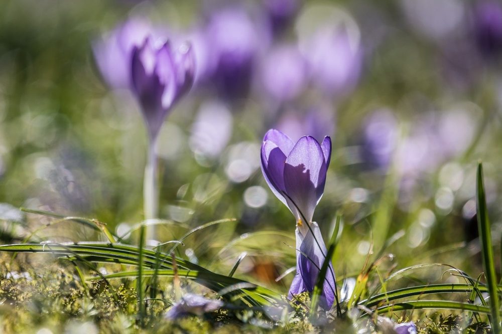 mindyourtone1's tweet photo. To your success in life! 💪 💯 #crocus #backlighting #sunlight https://t.co/xw8zZeEOhe