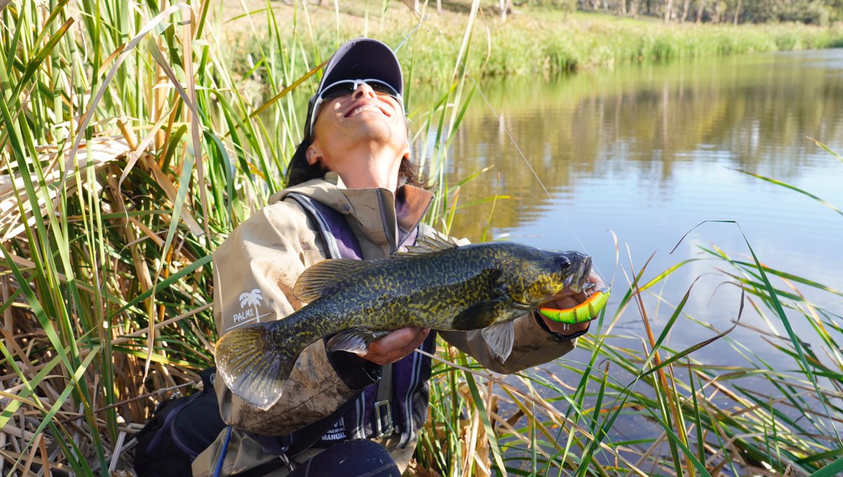 palms_global's tweet photo. Murray Cod with JABAMI in Australia🇦🇺
Rod: BAYMATIC
Lure: JABAMI
#palmsfishing #zetz #anglersrepublic #murraycod #murraycodfishing #murraycodlures #murraycodfishingaustralia #surfacelures #surfacelure #australiannative #fishingnsw #fishingaustralia #australiafishing @palms_japan https://t.co/11wbd8f4lo