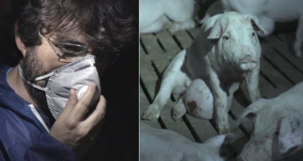 IgualdadAnimal's tweet photo. ¿Recuerdas esta imagen?
@jordievole nos acompañó a una de las granjas que suministraba a @ElPozoAlimenta
Interpusimos denuncia. Hoy declaran los dueños de la granja. Estamos en Murcia con nuestros abogados. Te mantenemos informado.
@salvadostv #StrangerPigs https://t.co/OFG6GTAkJL