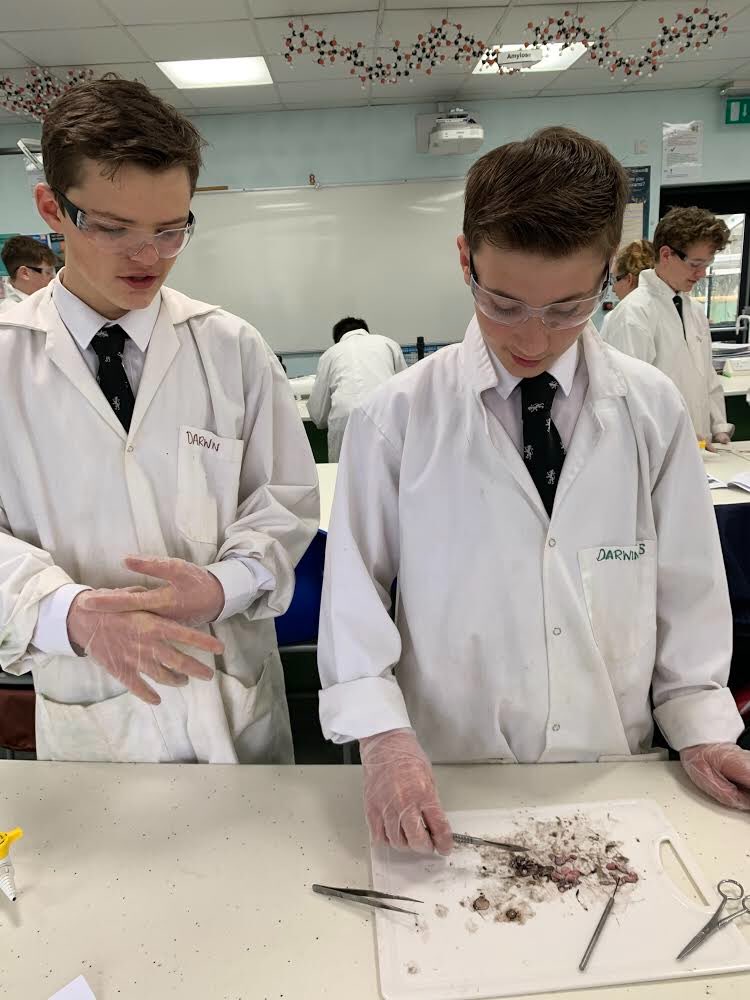 ShebbearCollege's tweet photo. The Form 3 enjoying dissecting an eye in Biology! 👁

#shebbearcollege #biology #eyedissection #independentschool #devonschool https://t.co/SeGBPHuqdy