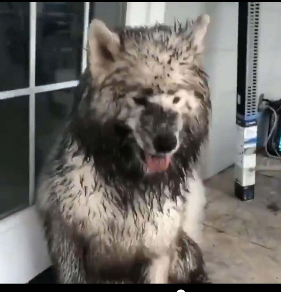 デカンザ ワンコのやりきった感 泥遊び ワンコ 犬