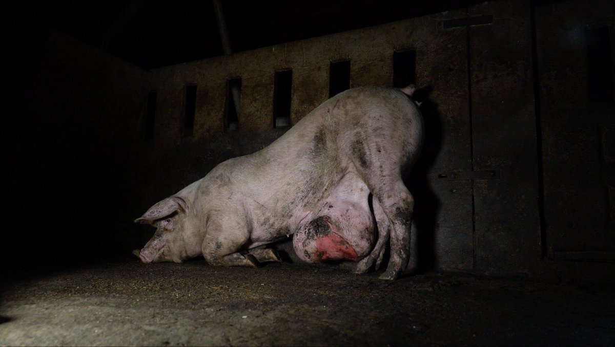 IgualdadAnimal's tweet photo. Esperamos que se haga justicia, pero sabemos que podría no haber ni juicio. ¿Qué opináis al respecto?
@jordievole @ElPozoAlimenta @salvadostv #StrangerPigs #SalvadosGranjas #MaltratoAnimal https://t.co/y9VMqg8OAc
