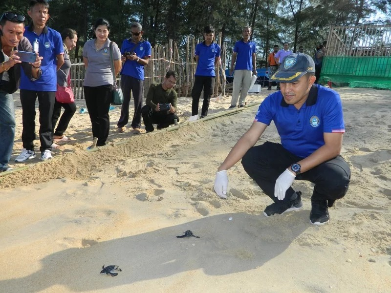 SEAFARERDIVERS's tweet photo. LOW NUMBER OF LIVE TURTLES IN LATEST PHUKET HATCHING RAISE CONCERN
A clutch of leatherback baby turtle eggs hatched at Sai Kaew Beach, in the north of Phuket, yesterday (Mar 5). However, only 25 of the 94 eggs hatched with baby turtles making their way ...
https://t.co/aOfw7NYsqg https://t.co/xjRwjL5ert