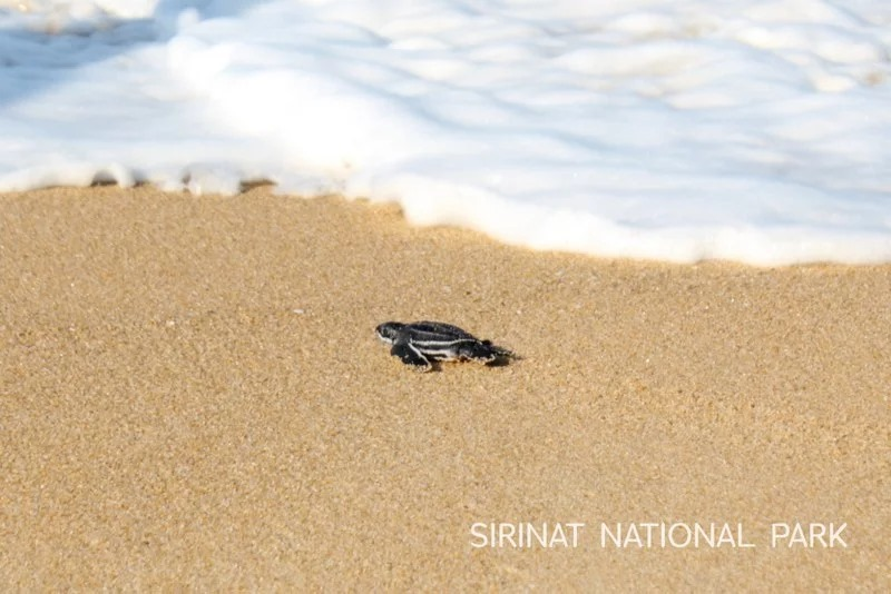 SEAFARERDIVERS's tweet photo. LOW NUMBER OF LIVE TURTLES IN LATEST PHUKET HATCHING RAISE CONCERN
A clutch of leatherback baby turtle eggs hatched at Sai Kaew Beach, in the north of Phuket, yesterday (Mar 5). However, only 25 of the 94 eggs hatched with baby turtles making their way ...
https://t.co/aOfw7NYsqg https://t.co/xjRwjL5ert