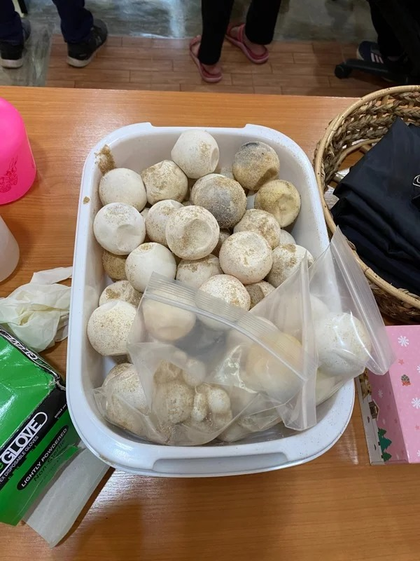 SEAFARERDIVERS's tweet photo. LOW NUMBER OF LIVE TURTLES IN LATEST PHUKET HATCHING RAISE CONCERN
A clutch of leatherback baby turtle eggs hatched at Sai Kaew Beach, in the north of Phuket, yesterday (Mar 5). However, only 25 of the 94 eggs hatched with baby turtles making their way ...
https://t.co/aOfw7NYsqg https://t.co/xjRwjL5ert