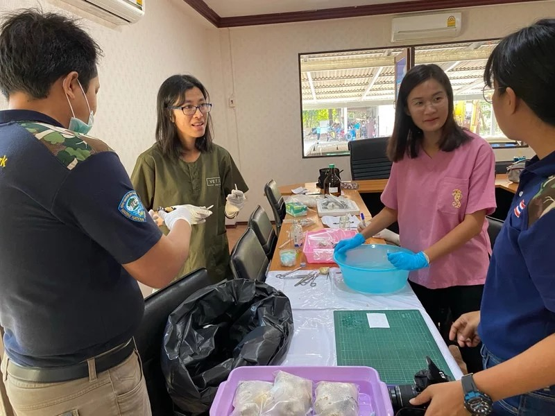 SEAFARERDIVERS's tweet photo. LOW NUMBER OF LIVE TURTLES IN LATEST PHUKET HATCHING RAISE CONCERN
A clutch of leatherback baby turtle eggs hatched at Sai Kaew Beach, in the north of Phuket, yesterday (Mar 5). However, only 25 of the 94 eggs hatched with baby turtles making their way ...
https://t.co/aOfw7NYsqg https://t.co/xjRwjL5ert