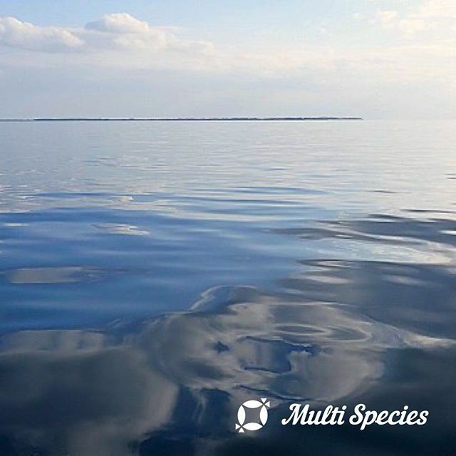 multispecies11's tweet photo. #multispecies #マルチスピーシーズ #マルピ#fish #魚 #釣り #fishing #fishgram #instafish #がさがさ #ガザガザ #石垣島 https://t.co/aYp7Yyr642