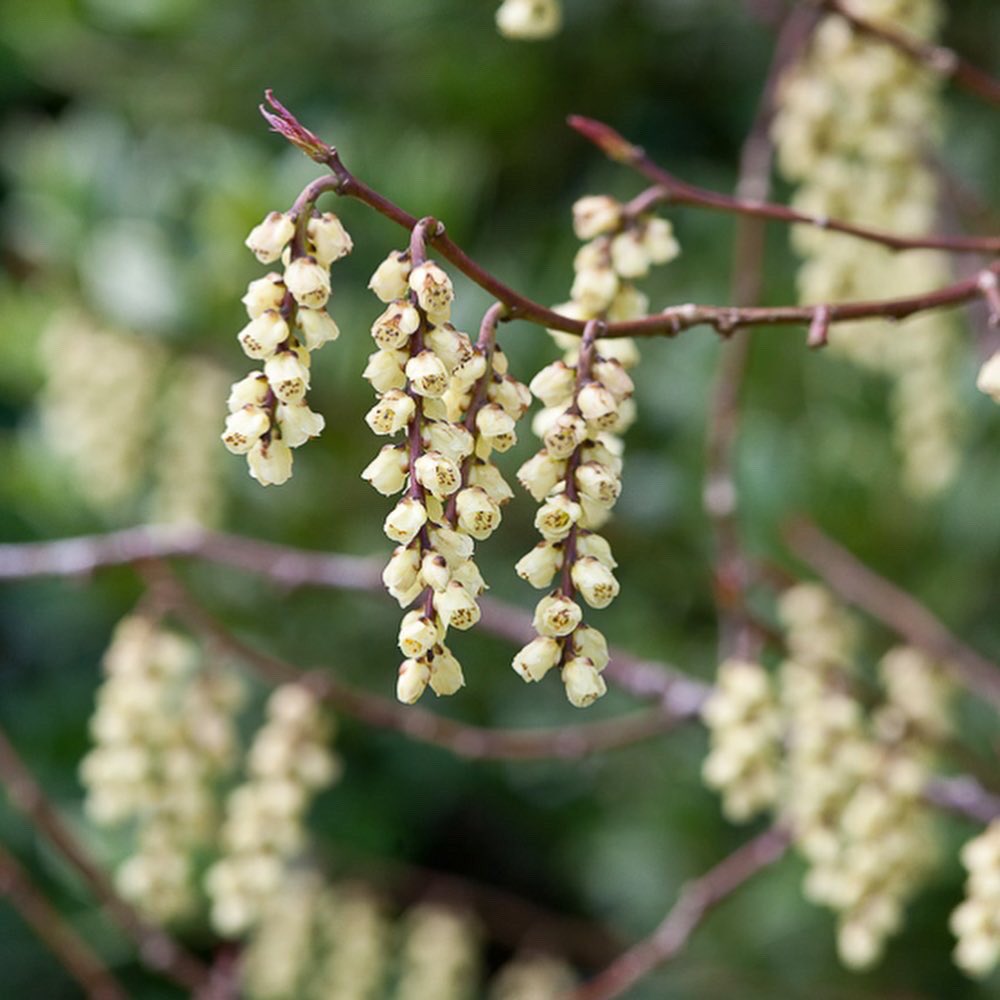 GardenExposures's tweet photo. Stachyurus, a modest little deciduous #tree #shrub originally from Japan. Now is it's time to shine. 
Such pretty little racemes of yellow bell-like flowers. These varieties are S. praecox, S. salicifolius, S. himalaicus and S. praecox 'Magpie'. #Photography @andreajonesphot https://t.co/mI6dfLx9Eb