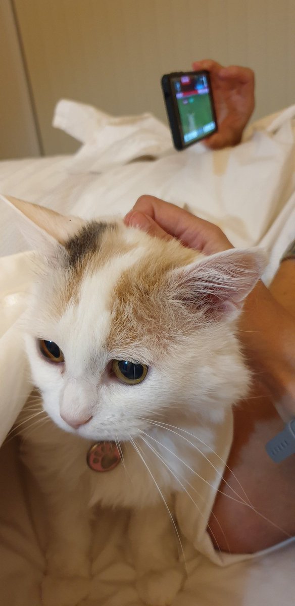 StarPuddy's tweet photo. @myleftfang Mistress' dropkick boyfriend was in MY bed watching cricket last night. 

PLEASE PRAY THE SAME DOESN'T HAPPEN TONIGHT. https://t.co/N1KZc2hxJr