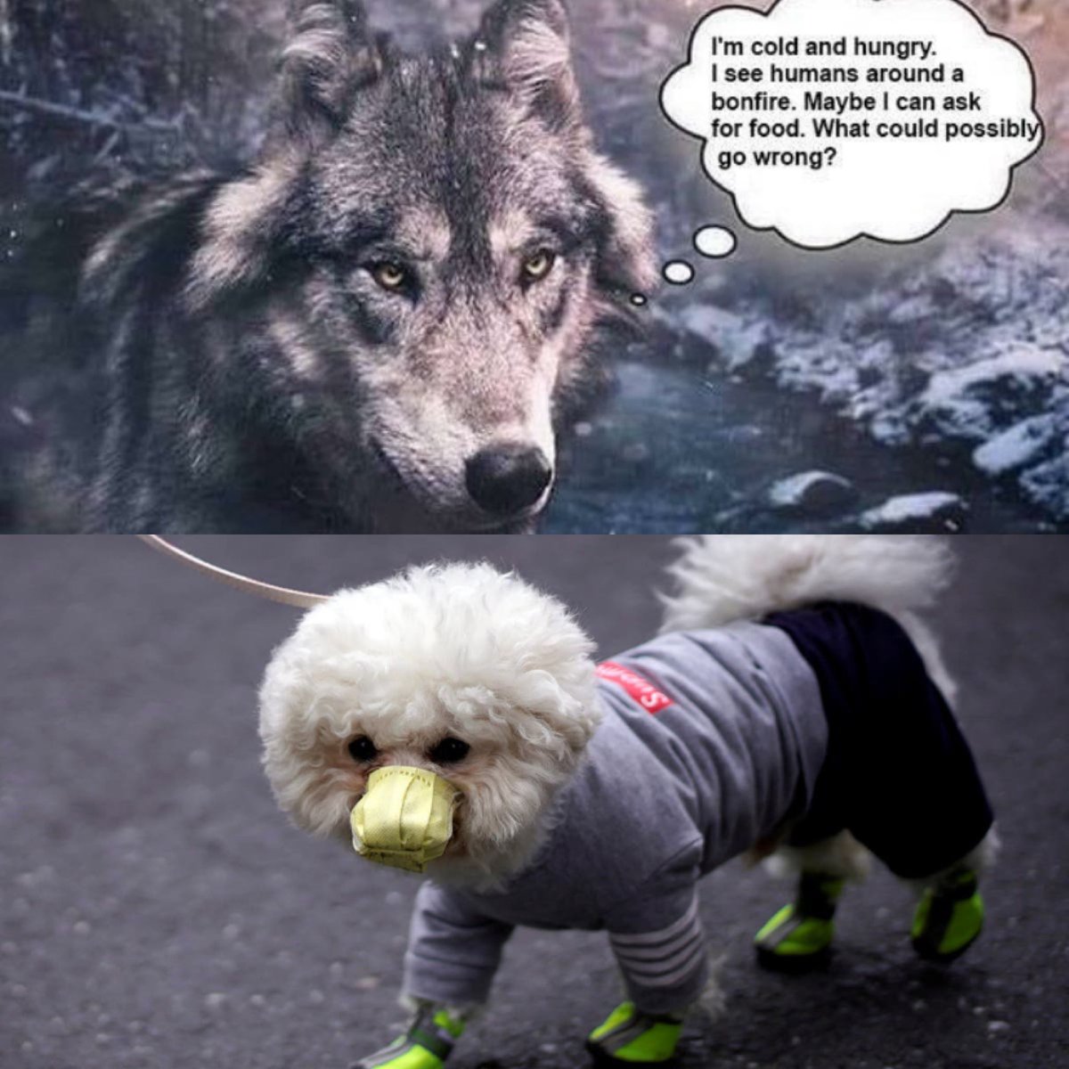 DrEmmaFrans's tweet photo. Uppdaterade min favoritmeme https://t.co/9sG8Rrm89p