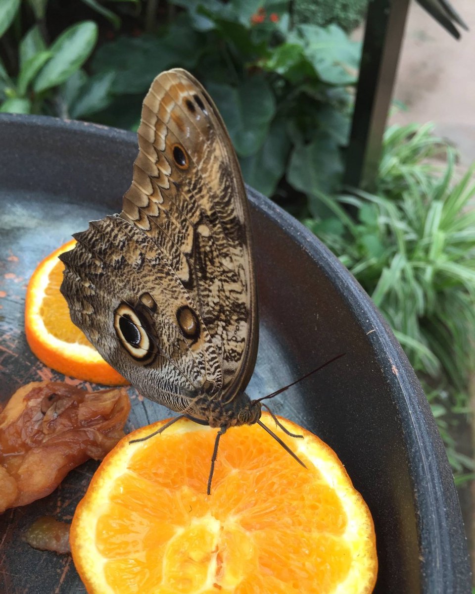 Buen fin de Semana!
Have a Great Weekend!
#Mariposariodebenalmadena
#BenalmadenaButterflyPark
#BenalmadenaPueblo
#Mariposas
#Butterflies