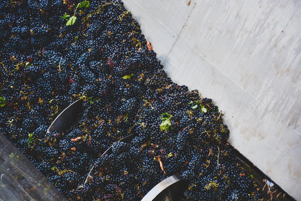 We love this period of the winemaking year. It's harvest time at Stellar and you can smell the excitement in the air. 

#stellarwinery #winery #wine #winemaking #southafrica #vredendal #organic #vegan #fairtrade #winesa