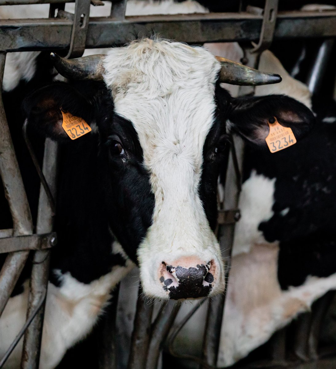 La Compagnie Laitière des Glaces Paysannes et les éleveurs associés certifiés bio, commercialisent ensemble les glaces et partagent la rémunération. La Mémère soutient le secteur agricole laitier ! 

#LaMémère #GlaceLaMémère #LaRecetteDuCircuitUltraCourt