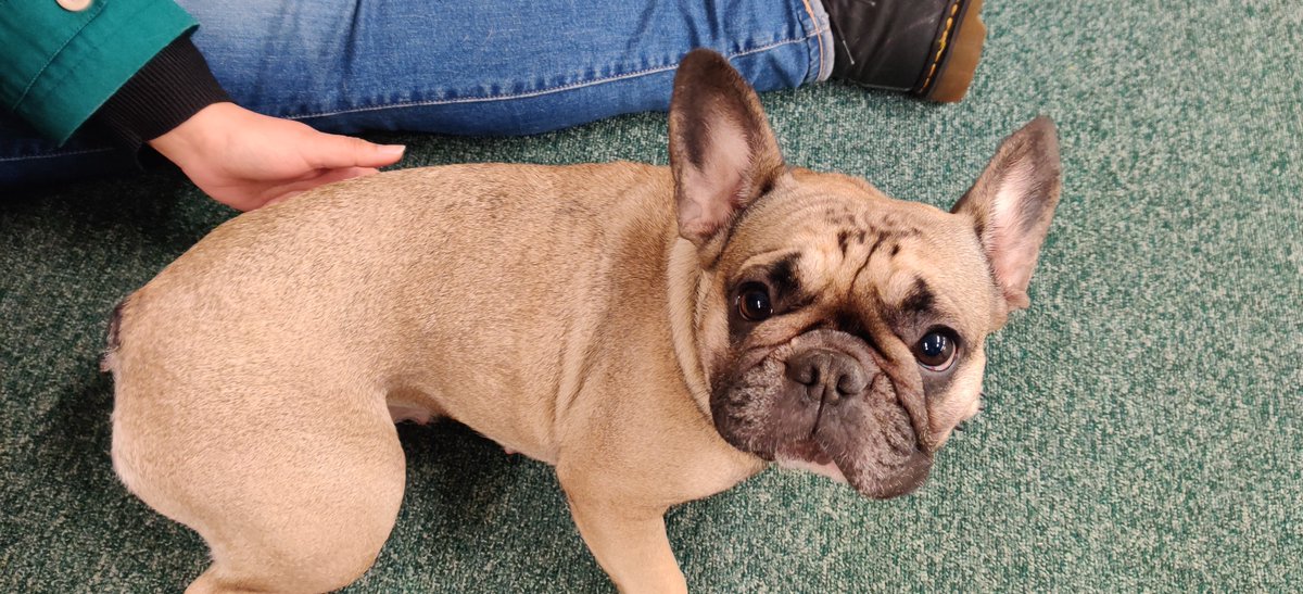 It's nearly International Women's Day &amp; I'm surrounded by amazing women in <a href="/UofGlasgowASC/">UofGlasgowASC</a> - <a href="/bruxinha_m/">Marta Ribeiro</a> <a href="/mdDCC1/">Magdalena Drafiova</a> <a href="/jd162a/">Joy Davidson</a> @pandjsmum <a href="/eswyan/">Emma Yan</a> &amp; this lovely wee pooch called Google #IWD2020 

I think the DCC full house may be something to do with it also being dumpling lunch day...