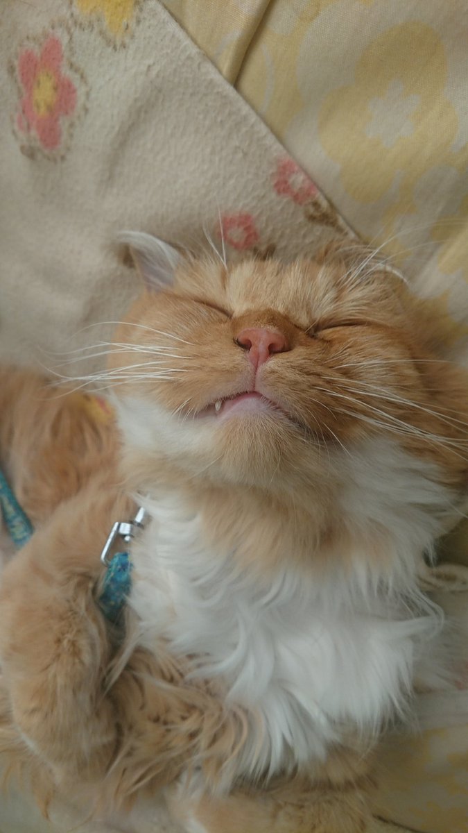 猫の出っ歯 hashtag on Twitter