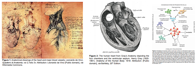 EditorHROJ5's tweet photo. #review #Cardiovascular #Research: Past, Present and Future: https://t.co/PmAnipClQe

#Cardiovasculardisease #HeartFailure #cellbiology #DrugDiscovery #Therapeutics #Clinicaltranslation

Please RT! https://t.co/h3QCtHPEWN