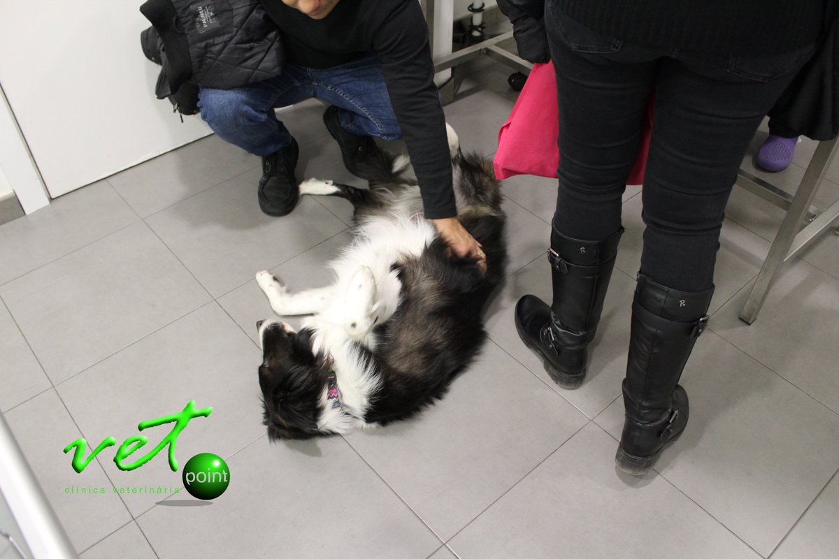 VetpointCV's tweet photo. Cooper, el perro de nuestra veterinaria Laura, cuando viene a la clínica trabaja muuuy duro

El Cooper, el gos de la nostra veterinària Laura, quan ve a la clínica treballa mooolt durament

https://t.co/W6JdRTbGal

#perro #bordercollie #veterinario #relax #hospitalet #barcelona https://t.co/1TrQVKQcoT