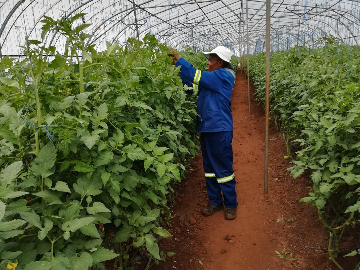 mutota_silas's tweet photo. As we celebrate women this month we also recognize their great contribution in Agriculture. It's amazing how passionate they are in their fields.They make wise choices by choosing smart tomato seed varieties like Candela and Chibili from Seedco #bestyields #gooddiseaseresistance https://t.co/knaX2iDvr4