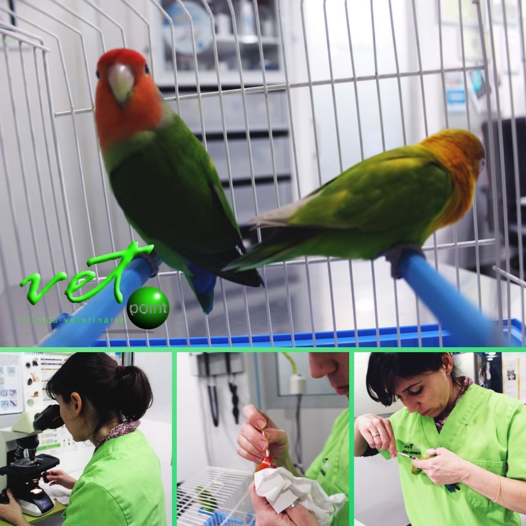 VetpointCV's tweet photo. Cherry y Cuqui vienen a revisión. Han sufrido una infección de megabacteria, muy peligrosa ya que afecta al sistema digestivo. Provocan gastrointeritis, pérdida de peso, apatía... pero como véis están mucho mejor https://t.co/Vh3tTKDzzH