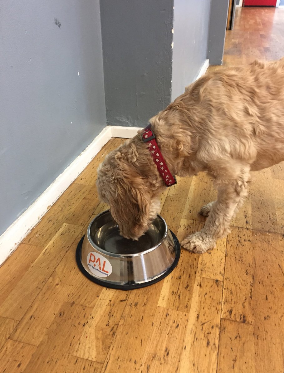 PetsALLondon's tweet photo. PAL is taking place tomorrow! 

When: Saturday 7th March, 10am-12noon
Where: St. Matthias Halls, Stoke Newington, N16 8DD

If you have any older friends or relatives who you think might benefit from coming along, please let them know!

@stmatthiashalls https://t.co/AvZfw9tI4N