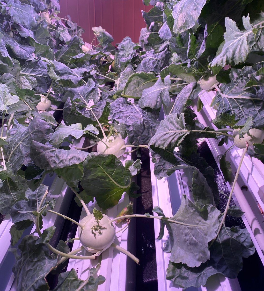 rotogro's tweet photo. Kohlrabi growing very well in one of our units! Kohlrabi has a taste and texture similar to those of a brocolli stem, but much milder and sweeter and seems to love growing in our machines.

#cannabis #marijuana #indoorgrowing #verticalfarming #medicalmarijuana #rotogro #Kohlrabi https://t.co/ku7lHxDKWN