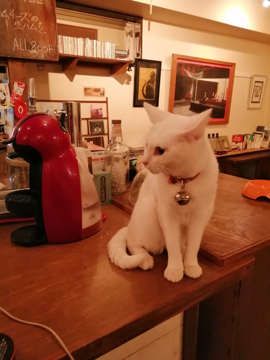 oroccez's tweet photo. 札幌には猫好きを魅了するバーがある。
猫にあんまり構うとマスターに叱られるからお猫様が構ってくれるまで待つ。
全ての猫好き・猫好き・あと猫好きに伝われ。

最近新型肺炎の煽りで家賃払えねぇってマスターが嘆いていたからちょっと1杯寄って欲しい。わい毎日行って応援できるほど金ない。 https://t.co/ZvZTq0z1DL