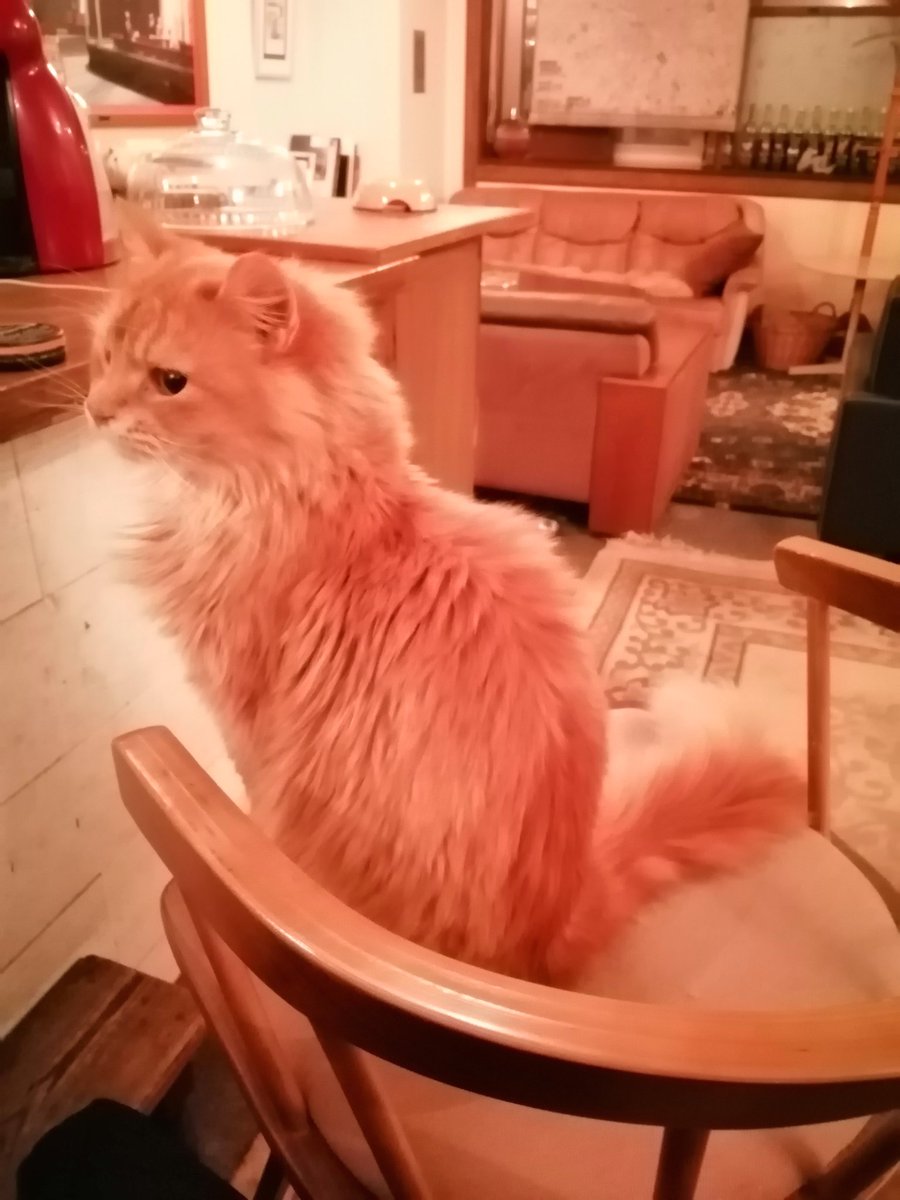oroccez's tweet photo. 札幌には猫好きを魅了するバーがある。
猫にあんまり構うとマスターに叱られるからお猫様が構ってくれるまで待つ。
全ての猫好き・猫好き・あと猫好きに伝われ。

最近新型肺炎の煽りで家賃払えねぇってマスターが嘆いていたからちょっと1杯寄って欲しい。わい毎日行って応援できるほど金ない。 https://t.co/ZvZTq0z1DL