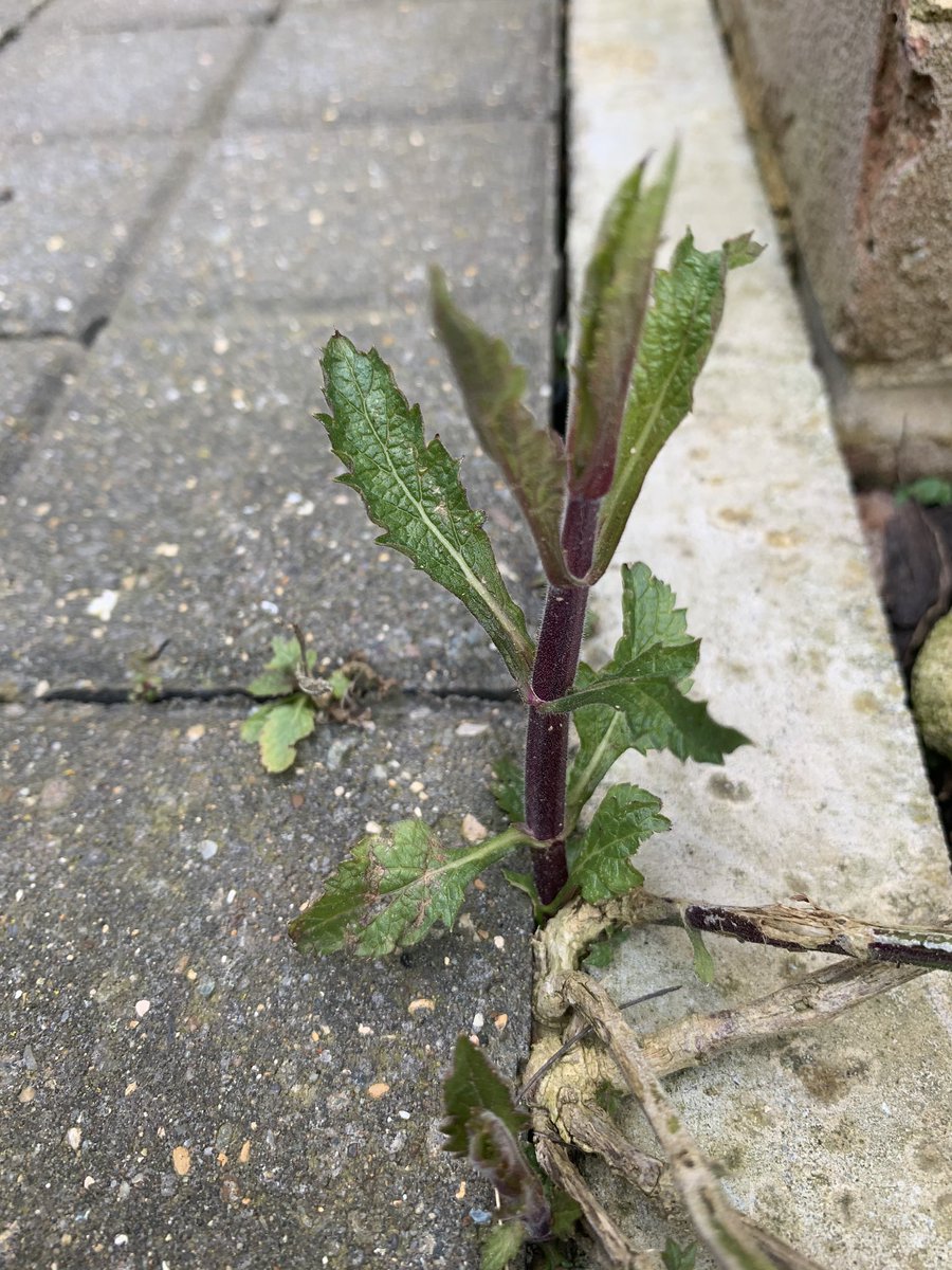 WScott_1's tweet photo. Verbena Bonariensis. Self seeds everywhere and an amazing plant for bees and butterflies 🐝🦋@wildflower_hour https://t.co/lsbHWA60Cb