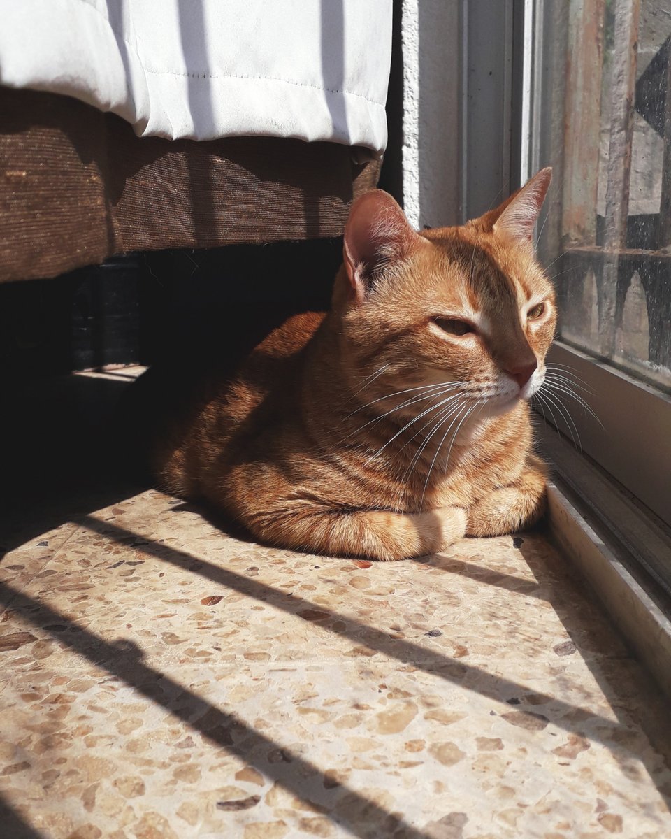 Vetsure Pet Insurance tweet media