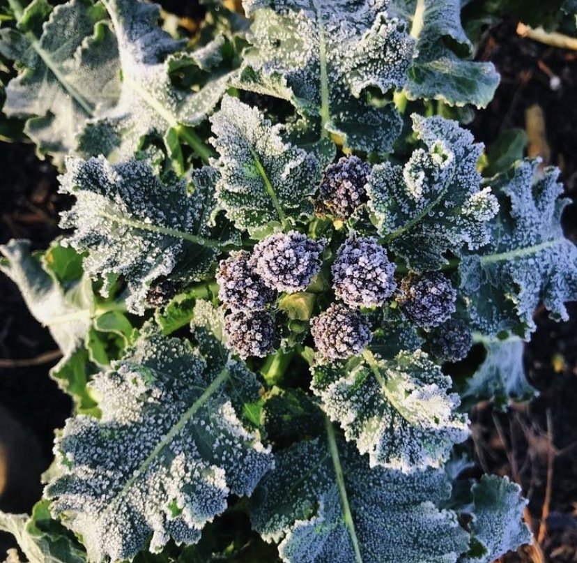 Syndicate_ktchn's tweet photo. The Syndicate Kitchen Newsletter - March 2020 
Upcoming March events, Fin and Farm, Pale Green Dot &amp; what happened in February
https://t.co/0l3CGmpJVl https://t.co/xPkrz8KraK