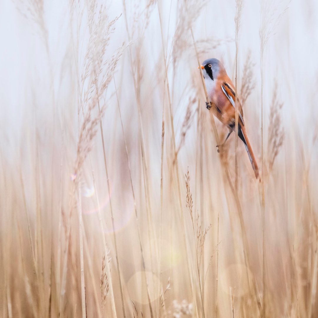 ZEISSBirding's tweet photo. More discoveries: The new ZEISS Victory SF 32 is designed to fulfil the needs of birders and wildlife enthusiasts and allows birders to discover more, see more details and identify more species – more of everything!
https://t.co/w4xR5LKWVr https://t.co/EBI4QInisX