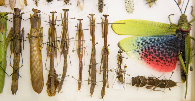 ClevGifted's tweet photo. As a ProtectCLE participate this week I had an opportunity to connect with the Department of Invertebrate Zoology at the Cleveland Museum of Natural History and learn about their research with mantises and dung beetles. @CHUHSchools @CHUHFairfax @CMNHentomology #ProtectCLE https://t.co/Oj01jmwgW5