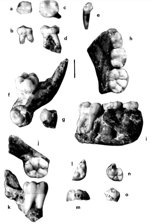 SJCott's tweet photo. We love teeth!! The dental remains of juvenile individual (Stw 151) constitutes the most complete set of nearly hominid child teeth since the Taung child! Developmental analysis indicates the specimin's age was between 5.2 and 5.3 years old. #FossilFriday
https://t.co/Q54w9c3aXm https://t.co/pvbOjY9dTw