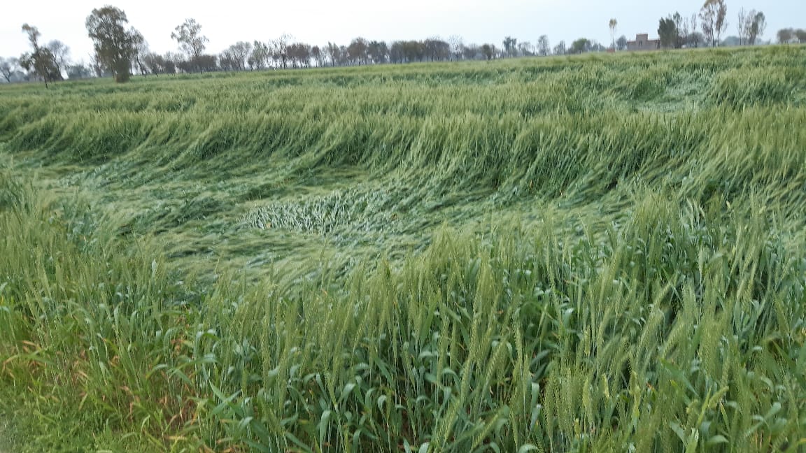 NeelkamalTOI's tweet photo. As like this crop aggrieved farmers badly marooned, Lehragaga in Pb, still Punjab Agri dept says no loss, farmers want special girdawari(revenue assesment) compensation #farmsuicides #LossByUntimelyRains @ramanmann1974 @Devinder_Sharma @kkuruganti @Ajayvirjakhar @capt_amarinder https://t.co/kiMcJgoy4c