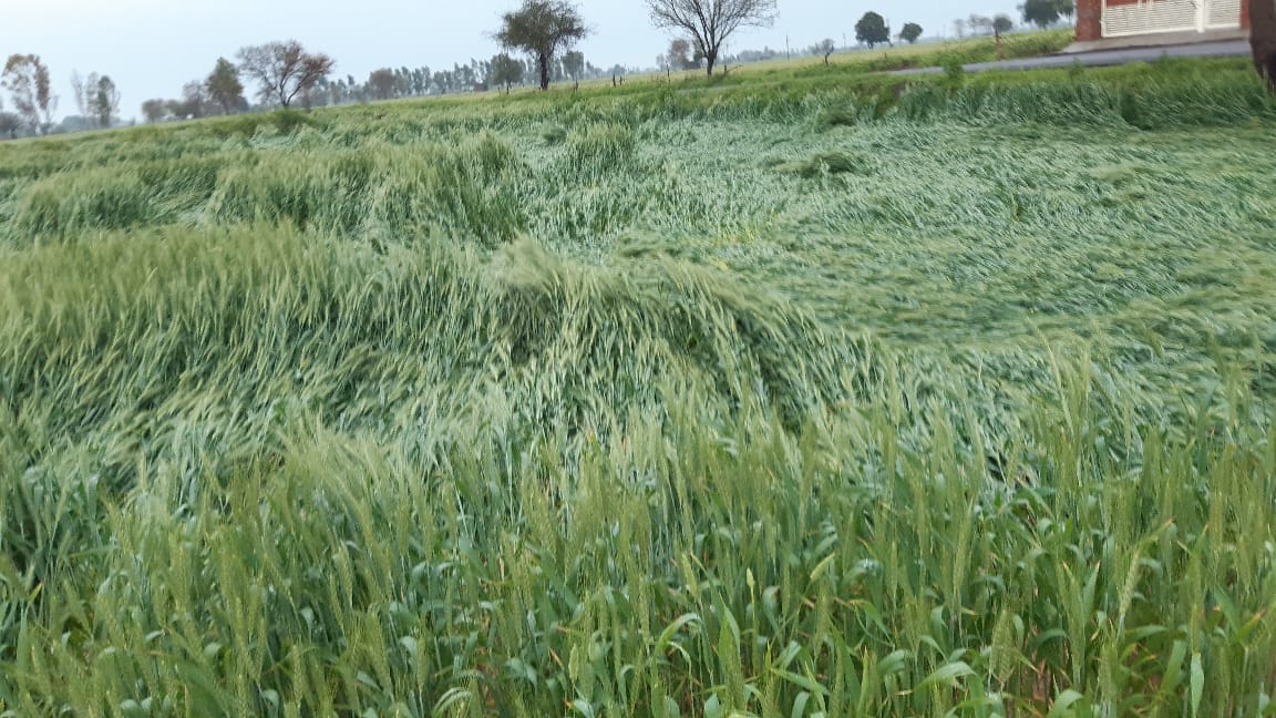 NeelkamalTOI's tweet photo. As like this crop aggrieved farmers badly marooned, Lehragaga in Pb, still Punjab Agri dept says no loss, farmers want special girdawari(revenue assesment) compensation #farmsuicides #LossByUntimelyRains @ramanmann1974 @Devinder_Sharma @kkuruganti @Ajayvirjakhar @capt_amarinder https://t.co/kiMcJgoy4c