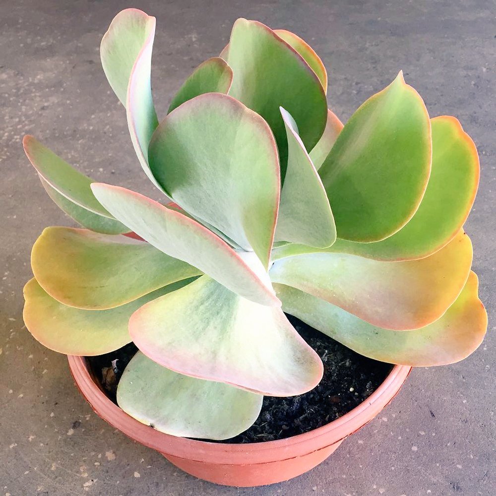 growjoyplants's tweet photo. 💐50% Off Weekend sale Now Through Sunday💐
Annuals, perennials, veggies, shrubs, mums, herbs, succulents & more.
https://t.co/XzydvjnjMA
#plants #growjoy #springtimegarden #flowers #herbs #joyofgrowing #growyourown #mygarden #joyousgarden #houseplant #getyougrowing https://t.co/e833dx6ON3