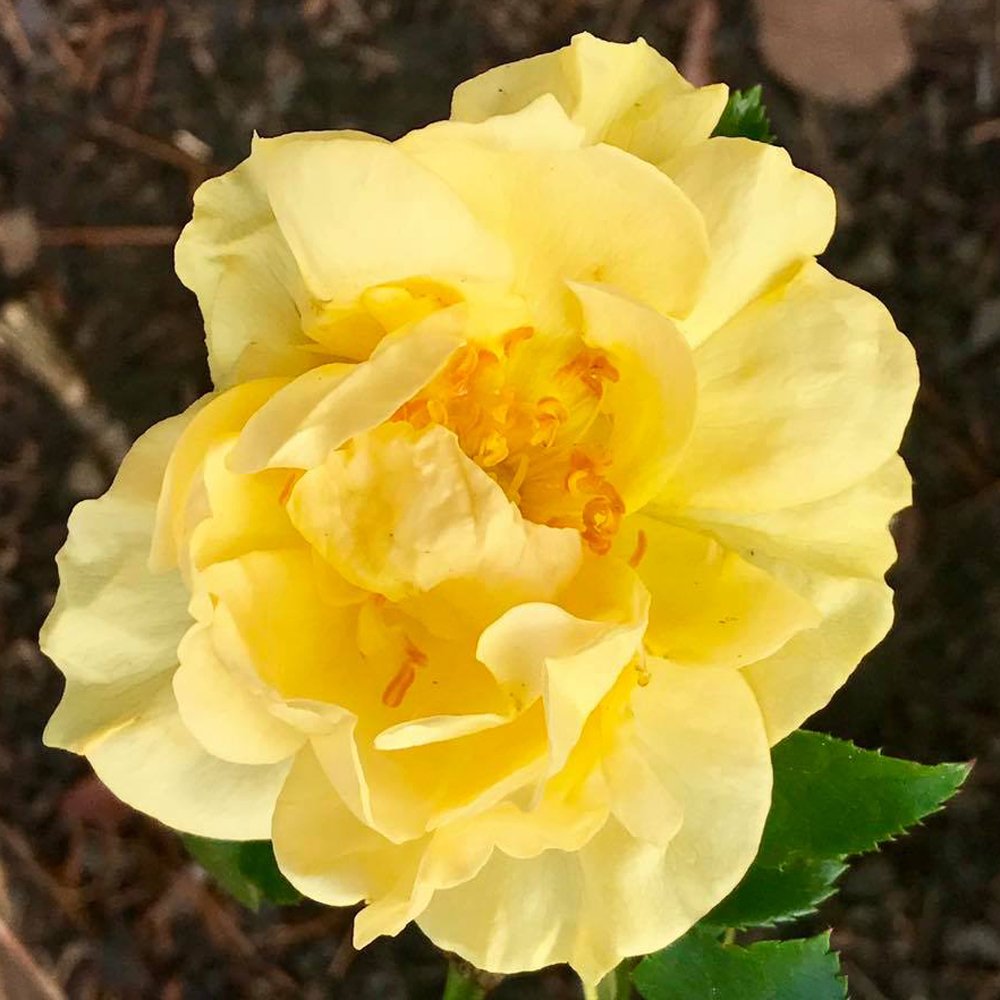 growjoyplants's tweet photo. 💐50% Off Weekend sale Now Through Sunday💐
Annuals, perennials, veggies, shrubs, mums, herbs, succulents & more.
https://t.co/XzydvjnjMA
#plants #growjoy #springtimegarden #flowers #herbs #joyofgrowing #growyourown #mygarden #joyousgarden #houseplant #getyougrowing https://t.co/e833dx6ON3
