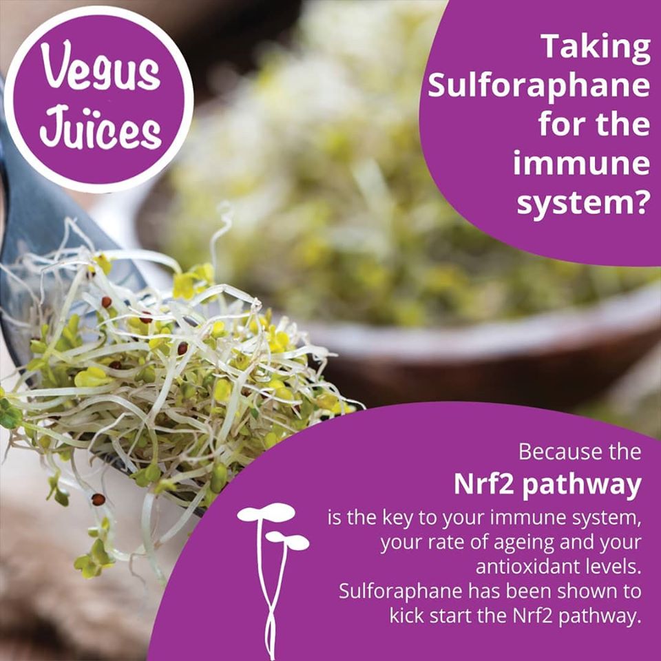 vegusjuice's tweet photo. The #Nrf2Pathway has been called many things including:
• Activator of cellular defence
• Master #antioxidant switch
• Gatekeeper for #health and #longevity
#Sulforaphane has been shown to kick start the Nrf2 pathway. https://t.co/02RIVxfVYv