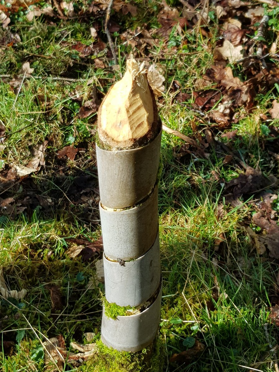 elyethefish's tweet photo. Gonna need a bigger tree guard #devonbeavers https://t.co/Wb8ZlwJXLM