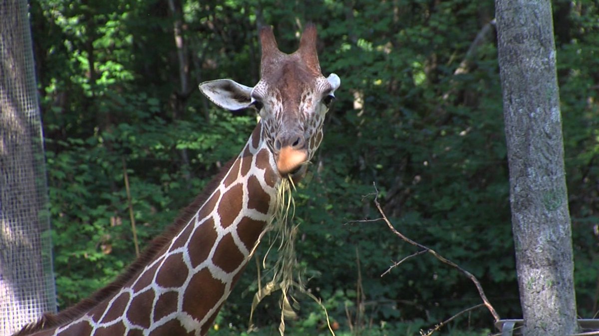 myfox8's tweet photo. OUR ZOO IS GONNA BE ON NAT GEO WILD, Y'ALL!

#NorthCarolinaZoo 🐵 🦒 🐯 🐻 @natgeowild @NCZoo 

https://t.co/Spp1Jg7jUu https://t.co/GKXbbhElFq