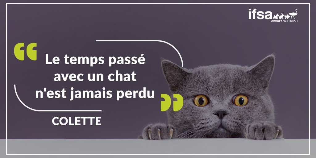 IFSA_Formations's tweet photo. Totalement vrai, n'est-ce pas ? 🥰🐱🐾

#citation #chat https://t.co/0YZc0meFHJ