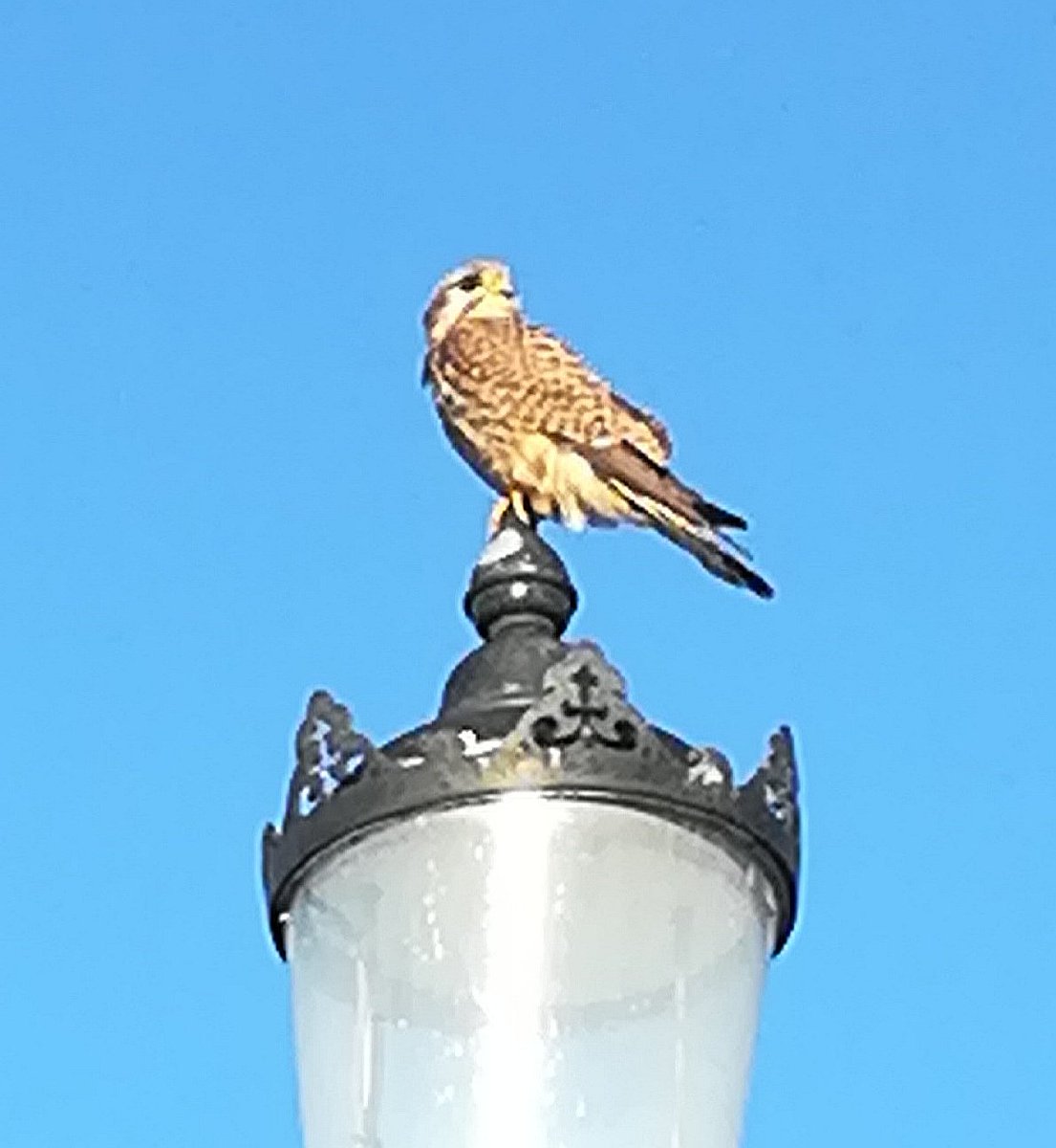 Suzie Dodd 🌱🇬🇧🌻 tweet media