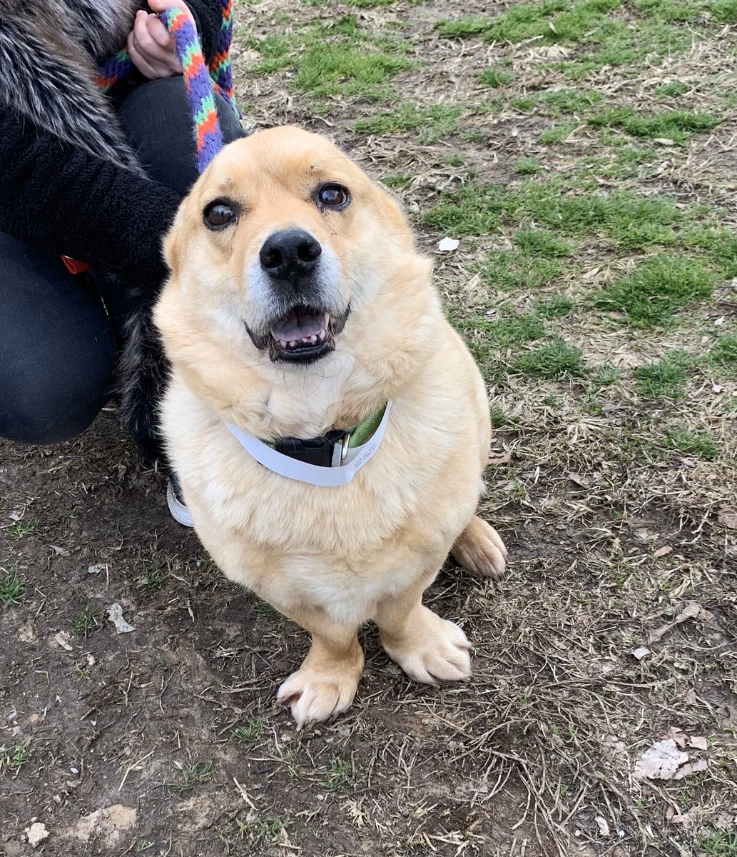 doghauler's tweet photo. Georgie is so excited to be heading to a new home!! #petsllc https://t.co/en8MTNRWRy
