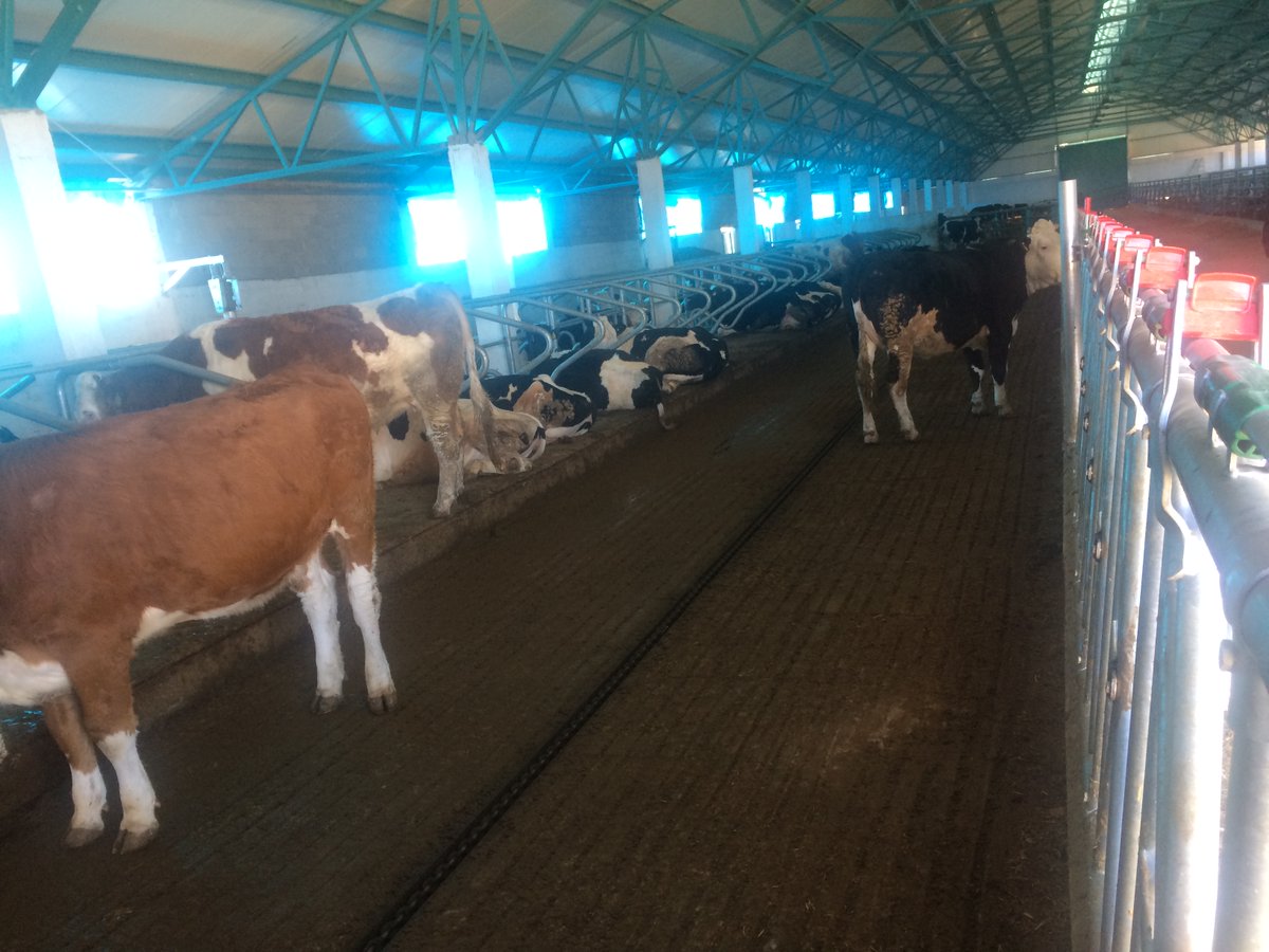 Yatırımcımız olan Yakup Çiçeğin IPARD 2 dönemi 3. Çağrı kapsamında yapmış olduğu yatırım başarıyla tamamlanmış ve desteğin tamamı alınarak tesis faal hale gelmiştir.